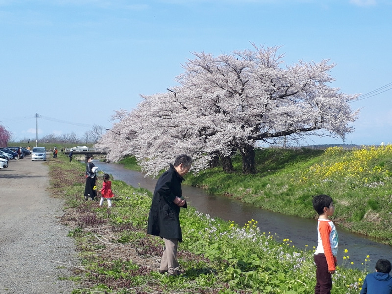 お花見