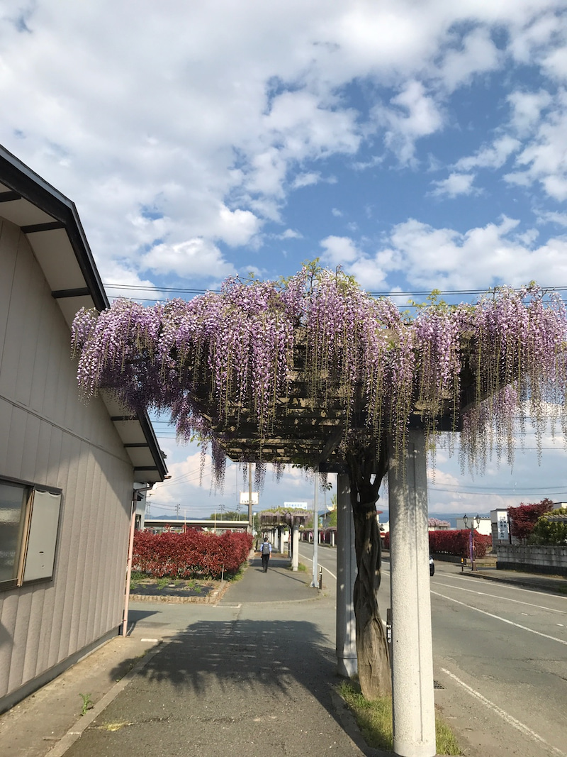 藤の花